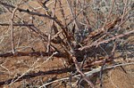Jatropha pelargonifolia Marsabit 28km SZ GPS178 v 2012 Kenya 2014_0711.jpg